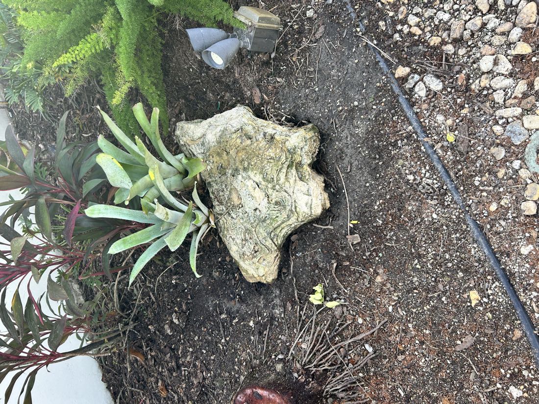 After: the same boulder, clean, under the bromeliad
