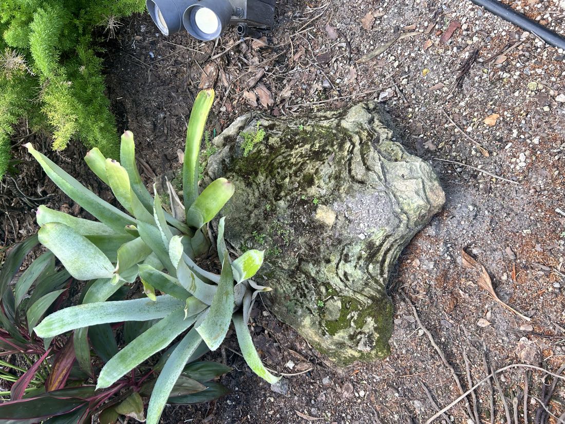 Before: a garden boulder under a bromeliad, covered in green growth